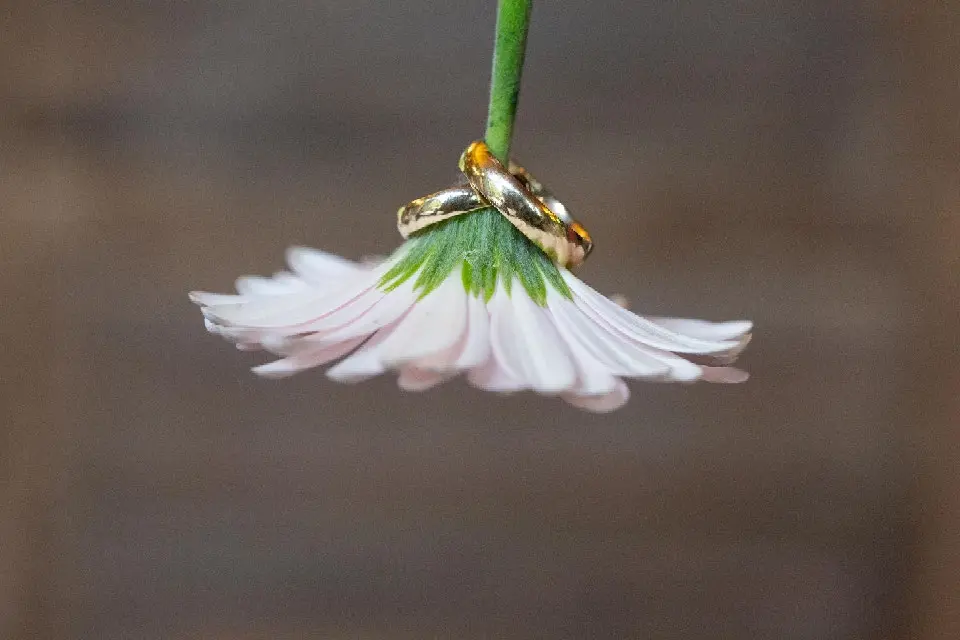 Zwei goldene Eheringe hängen an einer umgedrehten weißen Blüte
