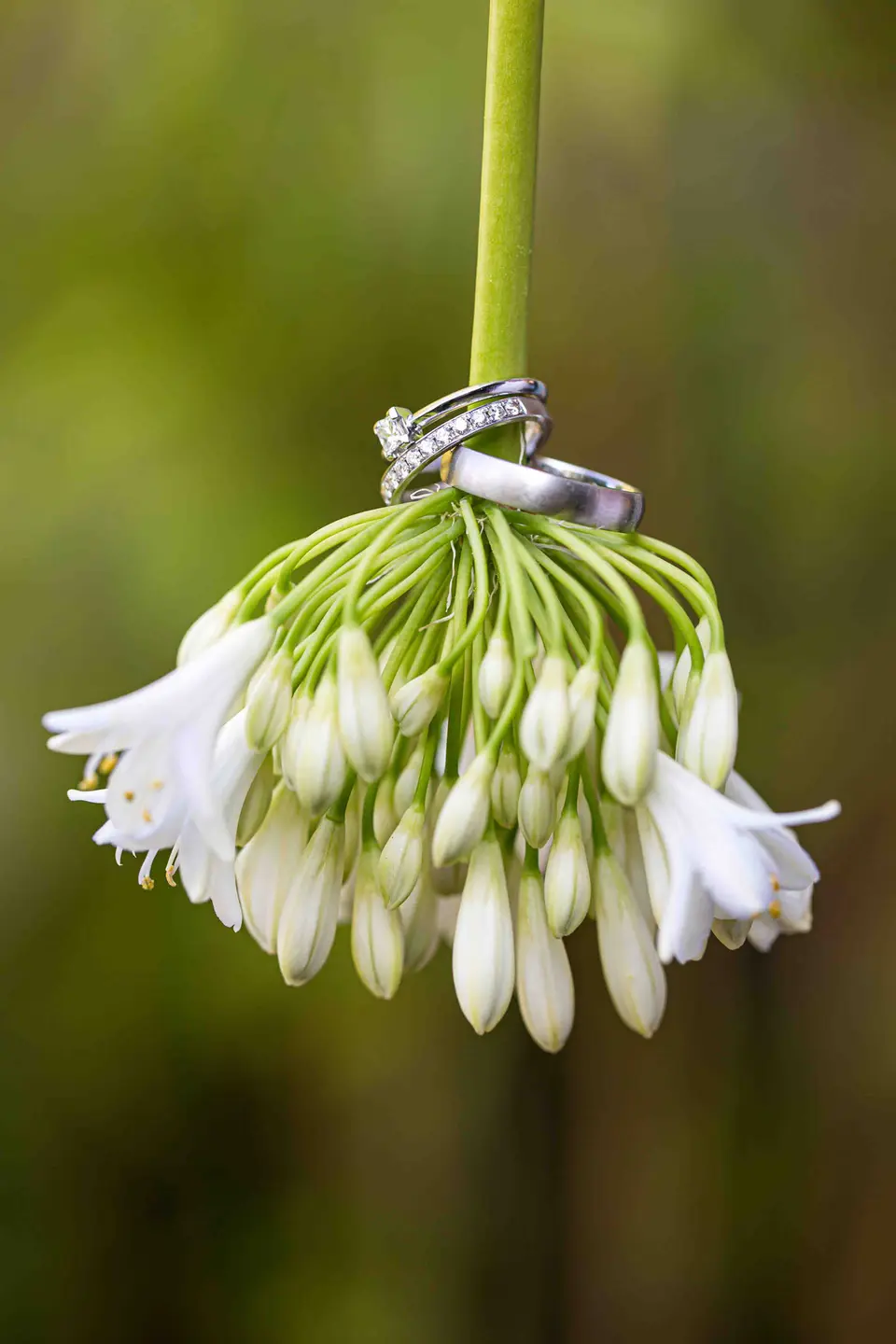 Eheringe hängen an einer weißen Blüte